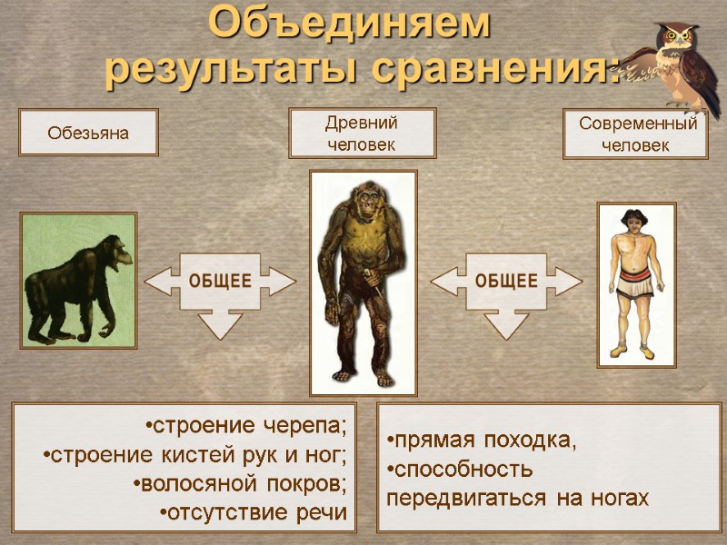 Современный человек Древний человек прямая походка, способность передвигаться на ногах строение черепа;  строение